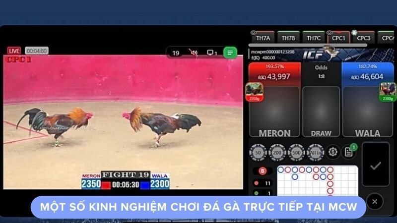 Một số kinh nghiệm chơi đá gà trực tiếp tại MCW