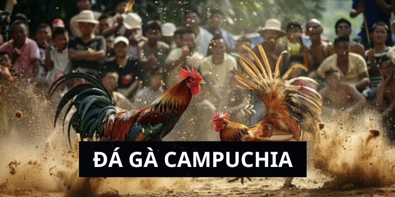 Giới thiệu về đá gà Campuchia tại SV66